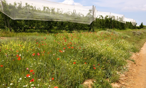 Aprikosenplantage bei Almeria