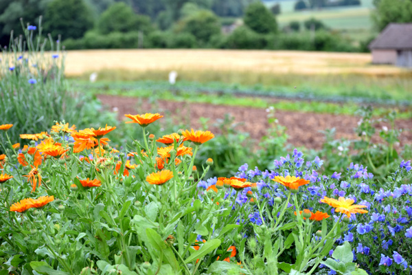 KI generiert: Bunte Blumen blühen im Vordergrund einer ländlichen Landschaft mit Feldern und Bäumen im Hintergrund.