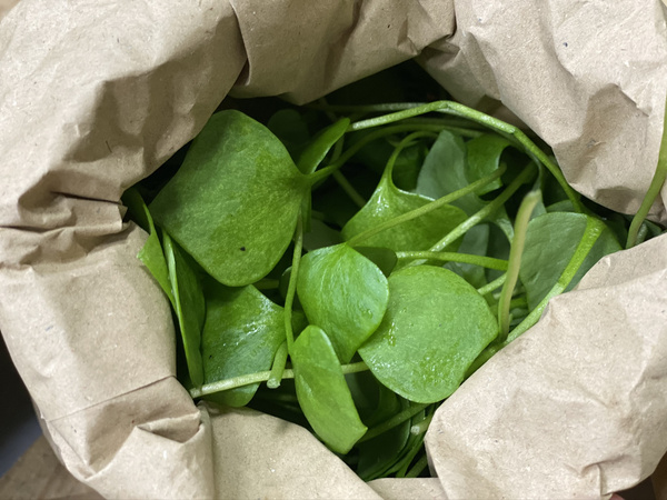 KI generiert: Grüne Blätter in einer Papiertüte.