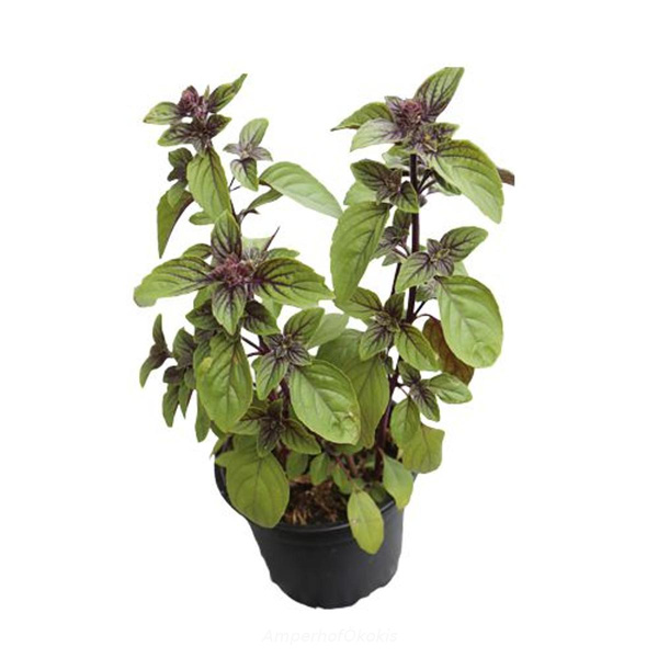 Produktfoto zu Basilikum African Blue im Topf