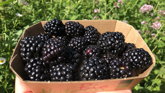 Brombeeren