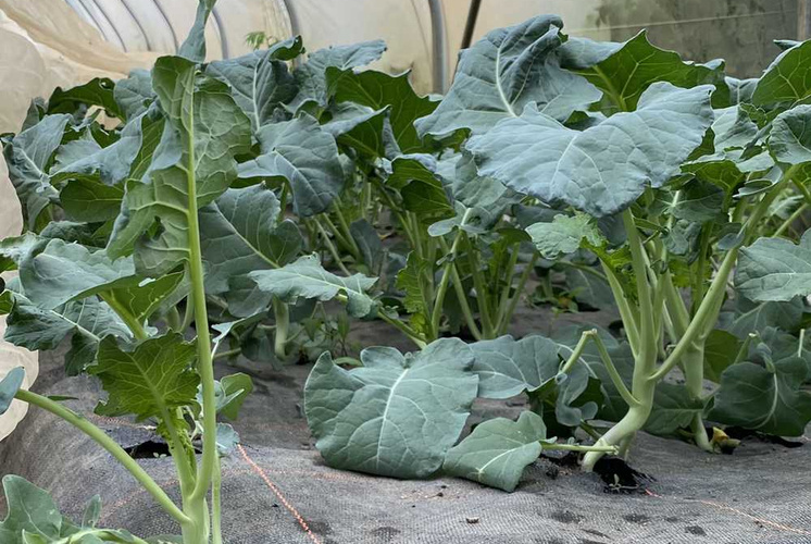 Brokkoli mit Sti(e)l