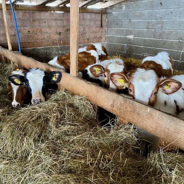 Kälbchen im Stall