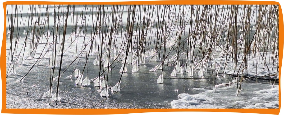 KI generiert: Das Bild zeigt gefrorene Schilfrohre am Ufer eines Sees, die in einer dünnen Schicht Eis stehen. Die Eiszapfen formen sich im Wind um die Halme und verleihen ihnen ein künstlerisches Aussehen.