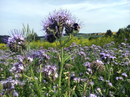 KI generiert: Lila Blüten mit einer Biene auf einer Wiese unter blauem Himmel.