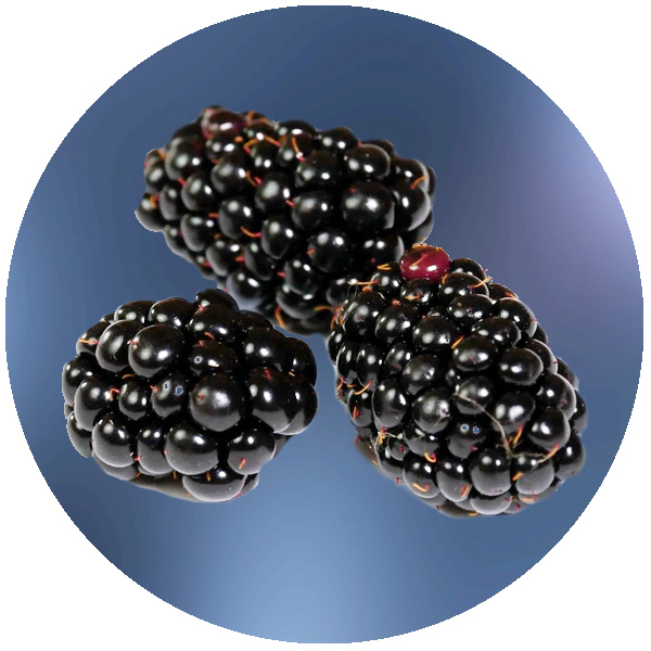 KI generiert: Drei Brombeeren auf blauem Hintergrund. Kein Text enthalten.