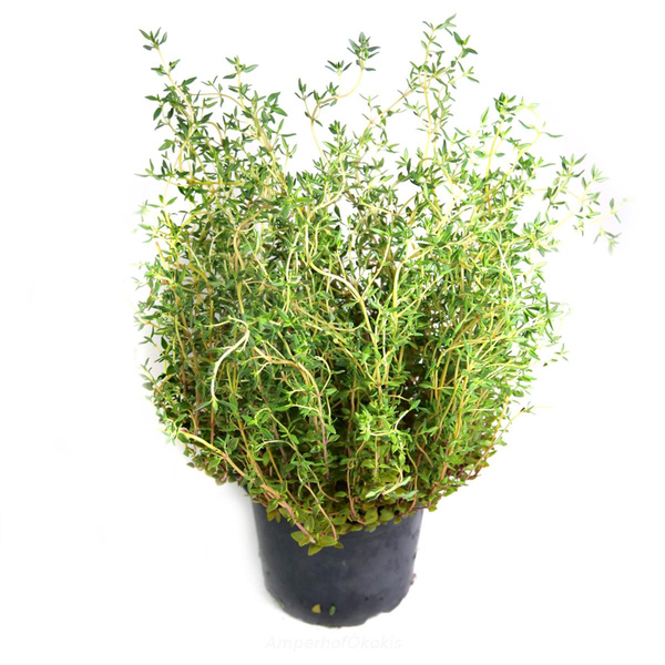 Produktfoto zu Thymian im Topf