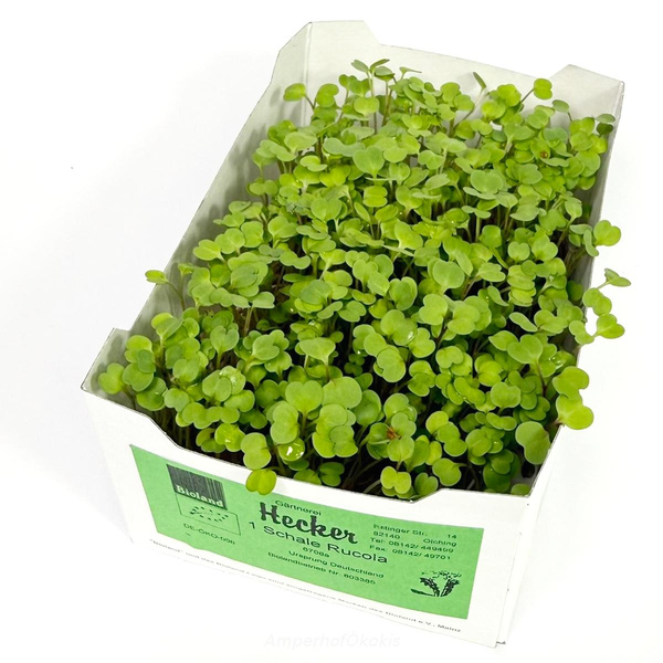 Produktfoto zu Rucolakeimsaat in der Schale