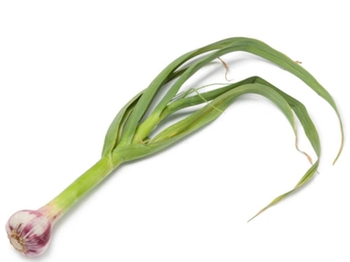 Stangenknoblauch