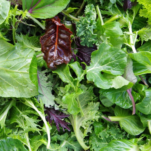 KI generiert: Frischer grüner Salat mit verschiedenen Blättern und buntem Laub.
