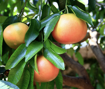 Grapefruit