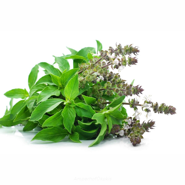 Produktfoto zu Tulsi im Bund