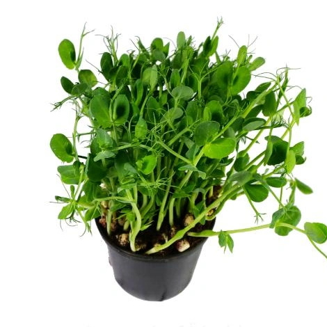 KI generiert: Ein Topf mit grünen Erbsensprossen auf weißem Hintergrund.