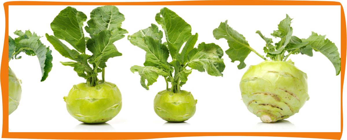 KI generiert: Vier frische Kohlrabi mit Blättern auf weißem Hintergrund.