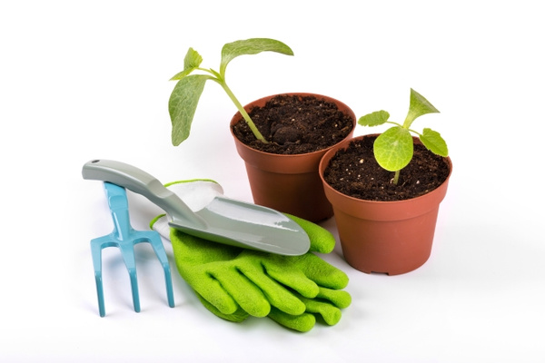 KI generiert: Zwei Pflanztöpfe mit Setzlingen, Gartenhandschuhe und Gartenwerkzeuge auf weißem Hintergrund.