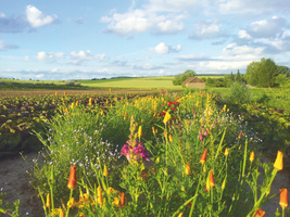 KI generiert: Blumenwiese vor einem Feld unter einem sonnigen Himmel mit Wolken. Keine Hinweise auf Text im Bild.