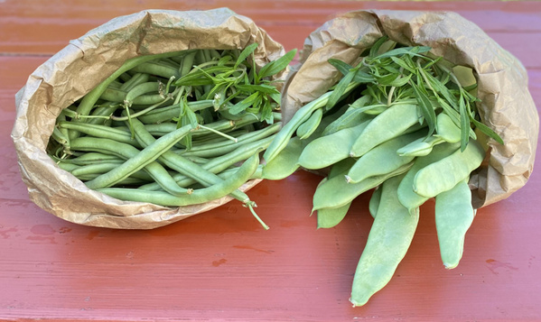 Stangen- und Buschbohnen