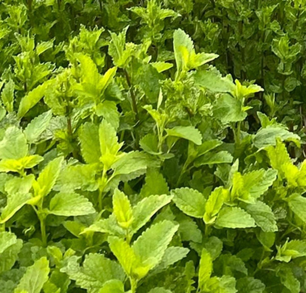 Produktfoto zu Marokkanische Minze im Topf