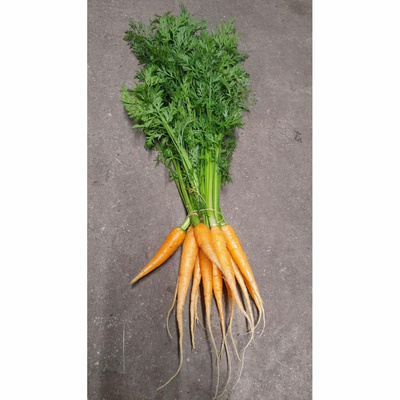 Produktfoto zu Snackkarotten Bund