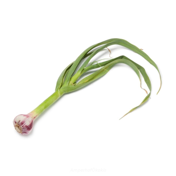 Produktfoto zu Stangenknoblauch