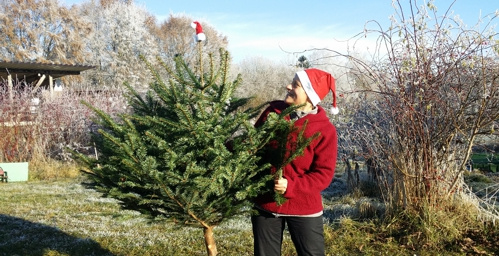 Weihnachtsbäume vom Gut Mergenthau sind nachhaltig.