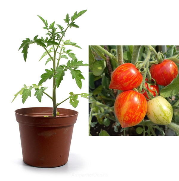 Produktfoto zu Tomate Fuzzi Wuzzi