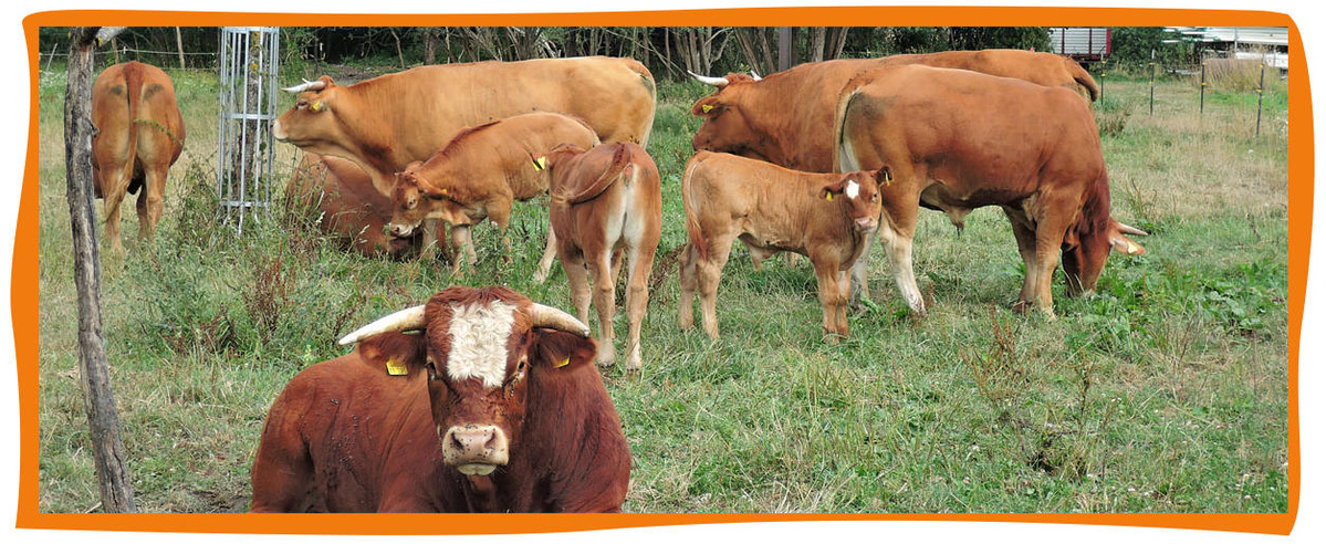 Mehrere Kühe und Kälber grasen auf einer Wiese auf dem Amperhof.