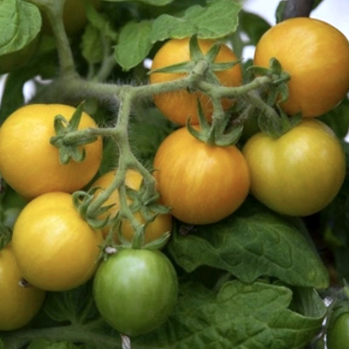 KI generiert: Gelbe und grüne Tomaten wachsen an einem grünen Stängel mit Blättern.