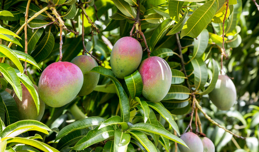 Mangos