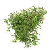 Bohnenkraut