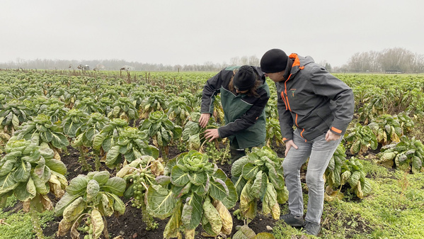 Qualitätskontrolle auf dem Feld vom Fritzhof