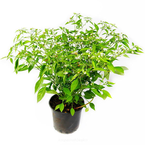 Produktfoto zu Chili  im Topf