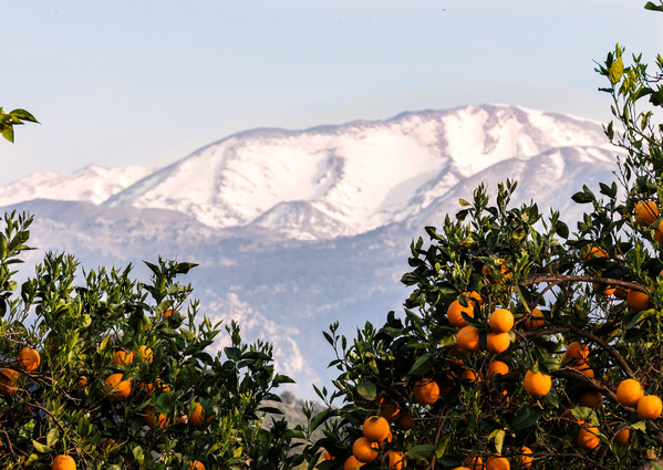 Tomatenpflanze_Frost_