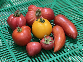 Seltene Tomaten in der Ökokiste