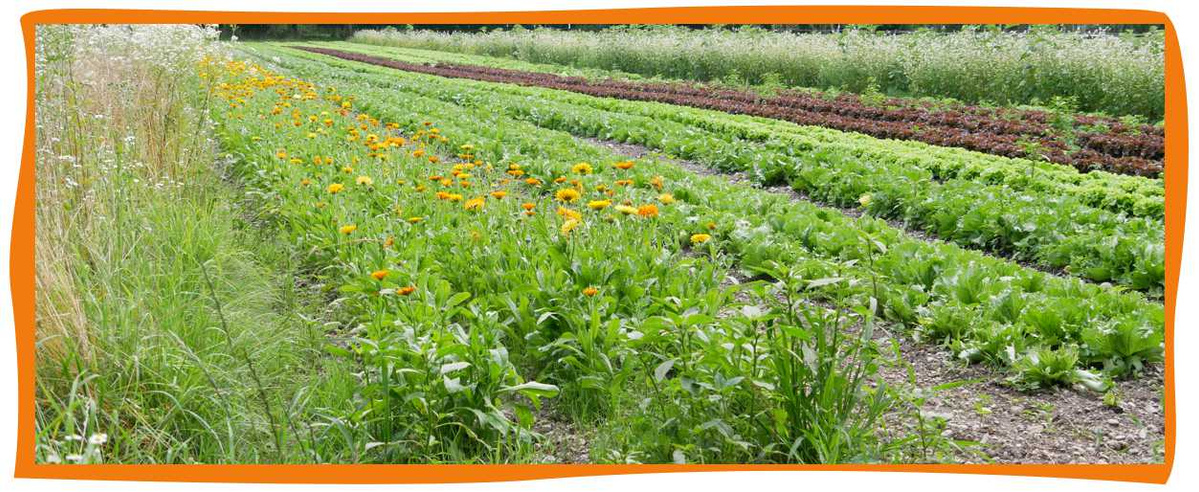 Auf den Amperhof Feldern wachsen Slate und Ringelblumen, die über die Ökokiste bestellt werden können.