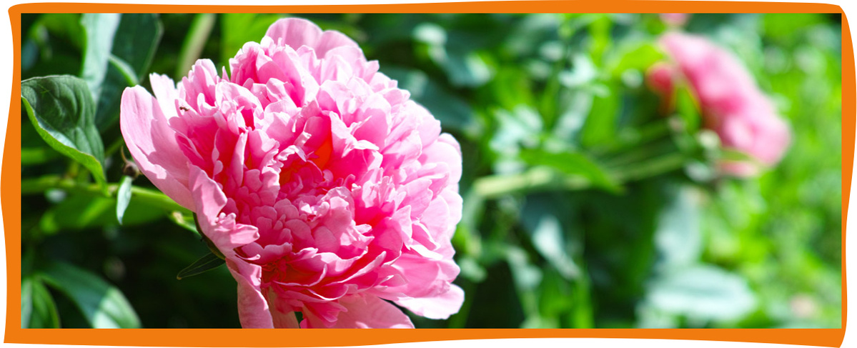 Kundenbrief KW 26/25