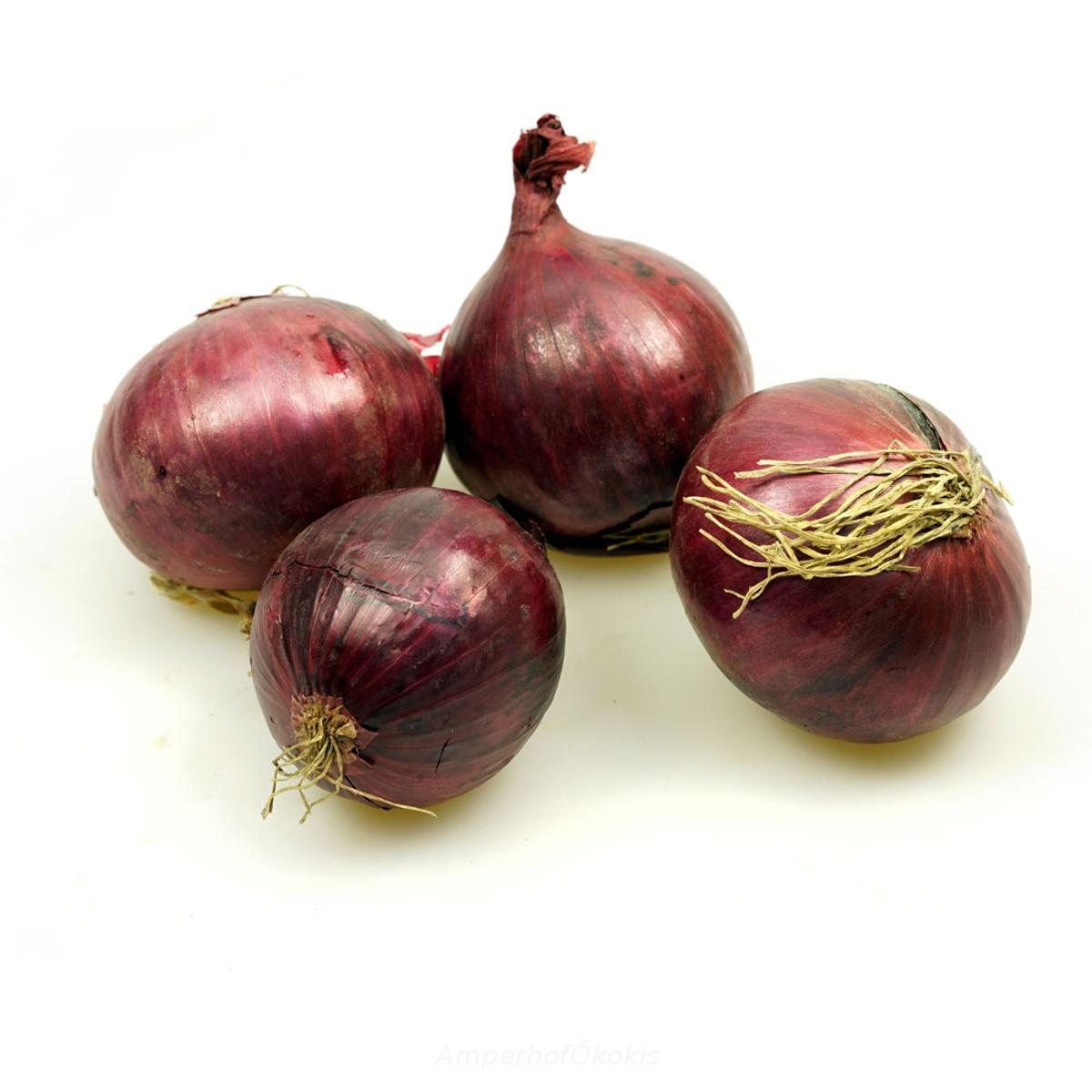 Zwiebel rot