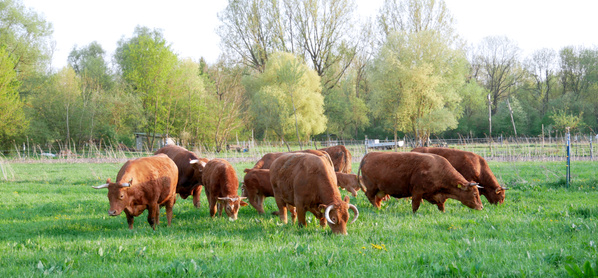 Mutterkuhherde Amperhof