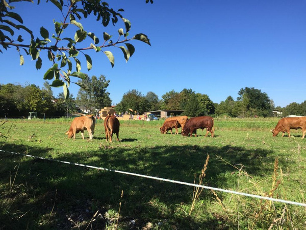Immer dabei: die Limousin-Rinder am Amperhof