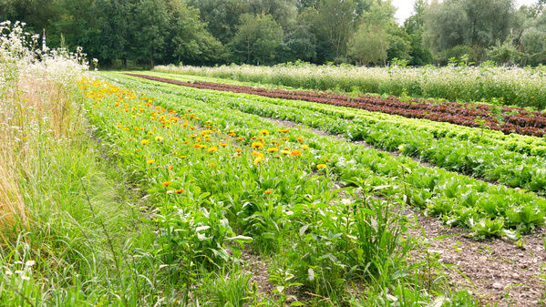 KI generiert: Bunte Blumenwiese mit Gemüsebeeten im Hintergrund.