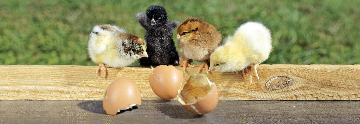 Bruderhahn: Eier und Fleisch