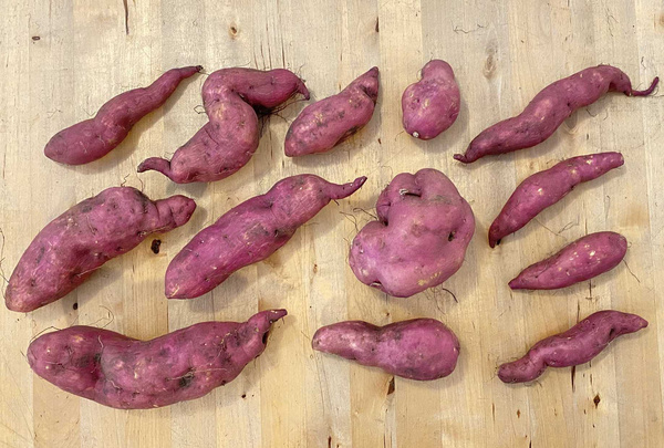 Violette Süßkartoffeln vom Obergrashof