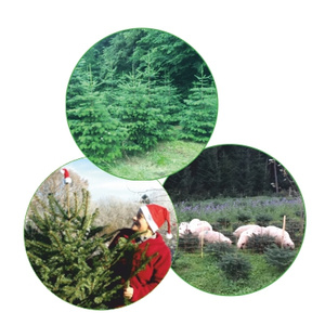 Weihnachtsbäume vom Gut Mergenthau