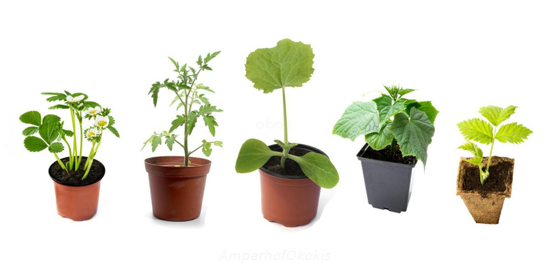 Tomatenpflanzen Aktion