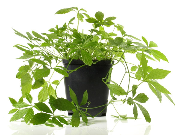 Produktfoto zu Kraut der Unsterblichkeit im Topf