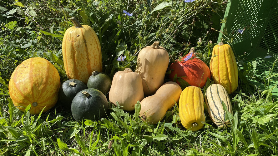 Kürbisvielfalt