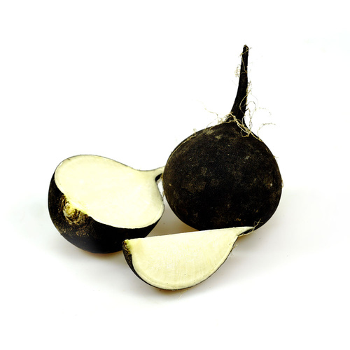 Schwarzer Rettich