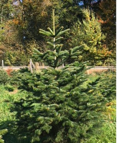 Produktfoto zu Weihnachtsbaum groß