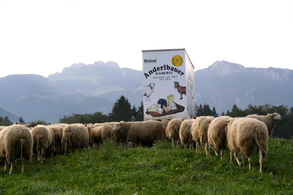 KI generiert: Schafe auf einer Wiese vor einem Schild der "Anderlbauer Käserei" mit Bergen im Hintergrund.