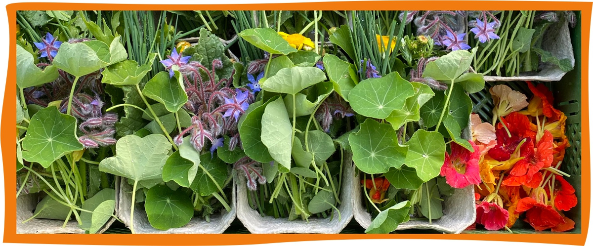 Kundenbrief KW 23/25 - Kräutermischungen vom Amperhof